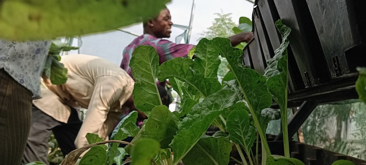 Solar powered farm Kakuma